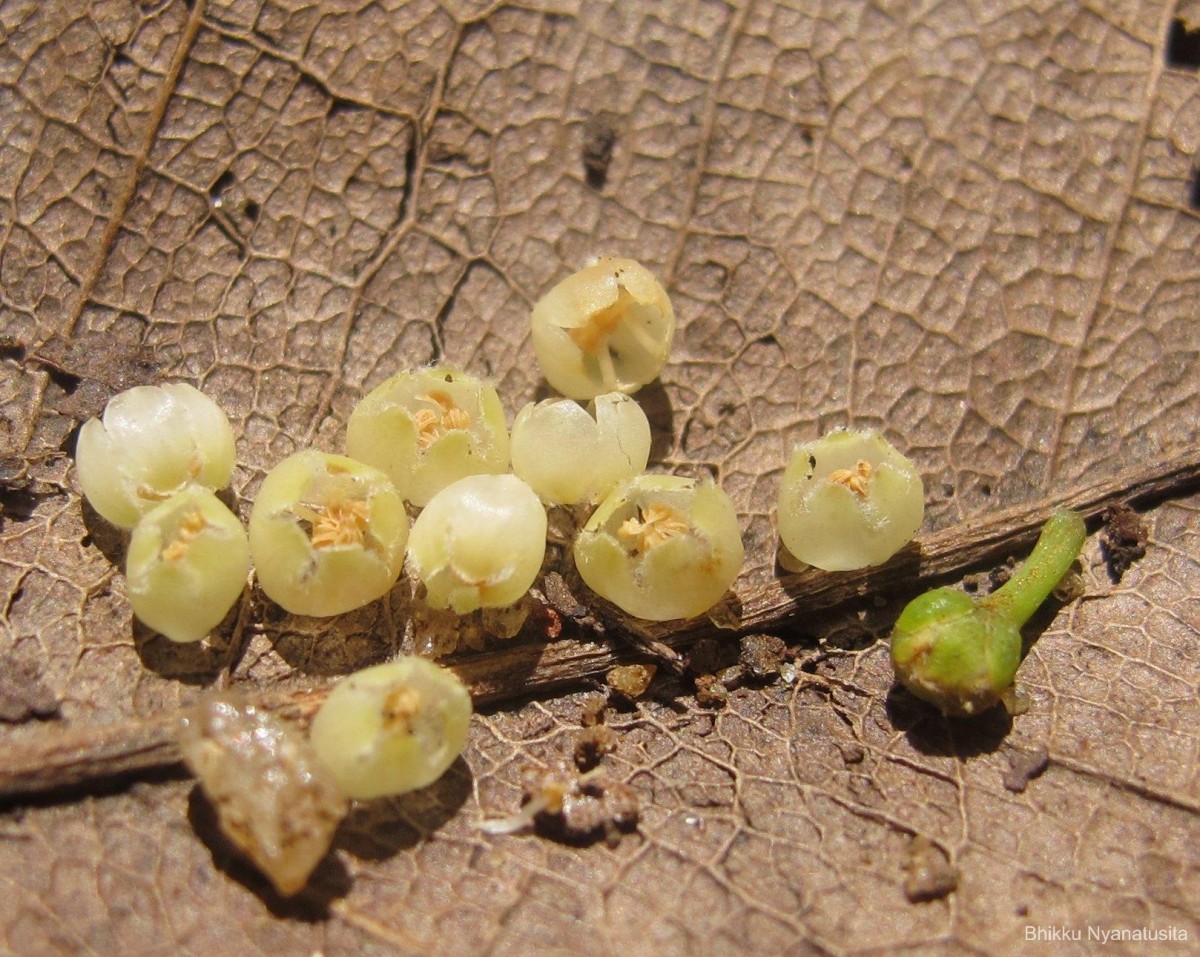 Donella lanceolata (Blume) Aubrév.